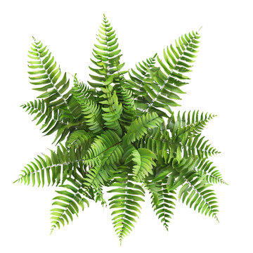 Fototapeta Lush green fern plant top view isolated on transparent background perfect for design projects and nature themed compositions