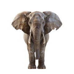 Fototapeta premium Majestic African Elephant Front View Powerful Animal Wildlife Nature Beast Strong Trunk Tusks Big Ears Grey Skin