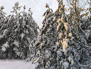 Walks in the snow-covered forest. Winter forest landscapes. Outdoor recreation