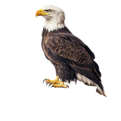 Naklejka premium Bald eagle perched majestically on a stack of vintage books against a simple transparent background, bald eagle sitting on top a book, transparent background.