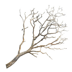 Fototapeta premium A large gnarled bare tree branch isolated on a transparent background perfect for design projects or nature themed artwork