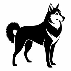 black and white dog