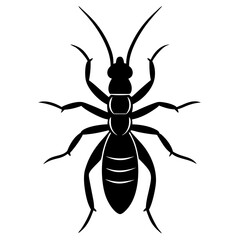 black and white beetle