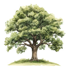 A watercolor drawing of an oak tree, isolated on a white background. Oak tree vector.
