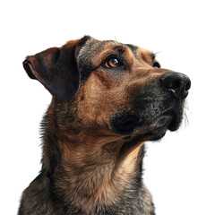 Obraz premium A brown and black dog looks up attentively its fur is thick and soft its eyes are expressive and kind