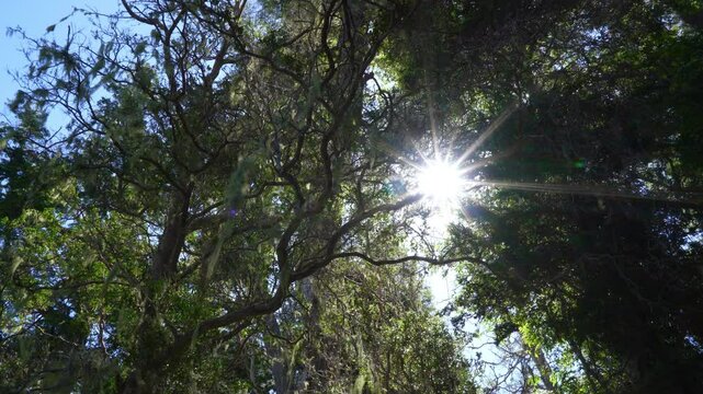 Myrtle tree forest in Los Arrayanes National Park, Argentina