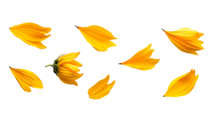 yellow flower petals scattered on white background or transparent png
