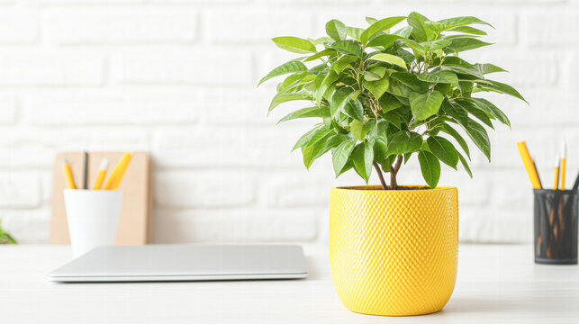 Brighten your home office essential indoor plant care tips visual guide