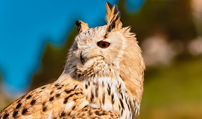 Bubo bubo, eagle owl, portrait at Mount Ahorn, Mayrhofen, Zillertal valley, Schwaz, Tyrol, Austria