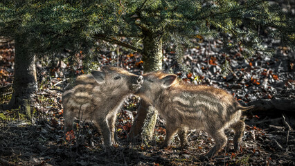Two little boarlets kissing (Sus scrofa)