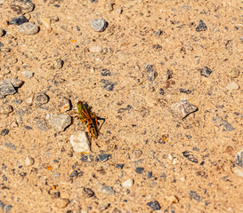 Grasshopper at Mount Ahorn, Mayrhofen, Zillertal valley, Schwaz, Tyrol, Austria