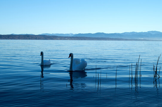 Elegant Swans Swimming on Tranquil Lake