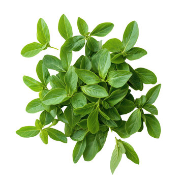 Vibrant Tiliacora triandra leaves on a clean surface, highlighting their fresh green color and health, Baiyanang Thai name Tiliacora triandra. Thai herb top view on transparent background