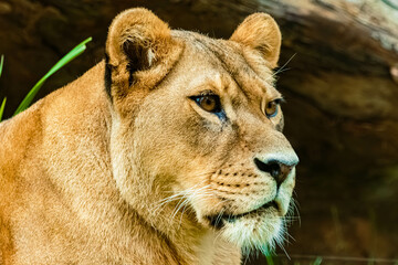 Panthera leo, lioness, on a sunny summer day