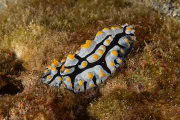 Sea slug in the Sea of the Philippines
