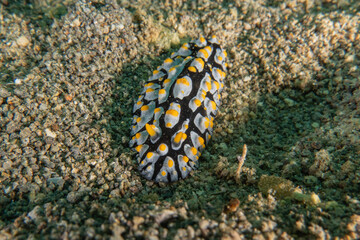 Sea slug in the Sea of the Philippines
