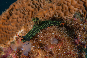 Sea slug in the Sea of the Philippines
