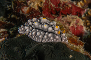 Sea slug in the Sea of the Philippines
