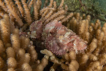 Coral reef and water plants in the Sea of the Philippines
