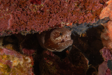 Fish swim in the Sea of the Philippines
