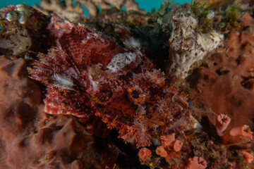 Fish swim in the Sea of the Philippines
