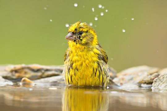 European serin Serinus serinus bird songbird wildlife nature predator cock o the north, beautiful animal mountain finch, animal, bird watching ornithology, flower bud fauna wildlife Europe