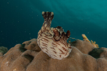 Sea slug in the Sea of the Philippines
