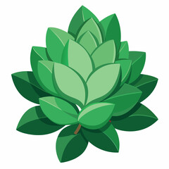 sedum leaf isolated on white