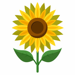 sunflower isolated on white background