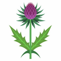 thistle isolated on white