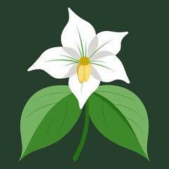 trillium vector
