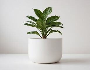 A vibrant green plant in a sleek white pot against a minimalistic background.