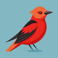 illustration of a vermilion flycatcher
