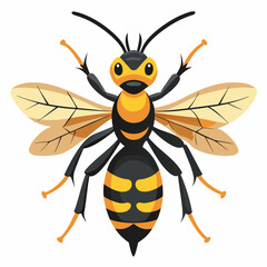 wasp on a white background