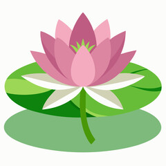 pink lotus flower