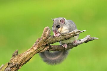 Edible dormouse glis glis cute darling forest meadow animal red rusty in nature eyes beautiful...