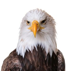 Majestic bald eagle staring intently, white background highlighting powerful predatory gaze