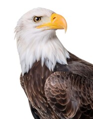 Close up of a Bald Eagle showing its distinctive white head and brown body, a symbol of freedom and power