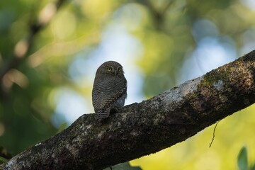 Owl perched on a tree branch in a forest.