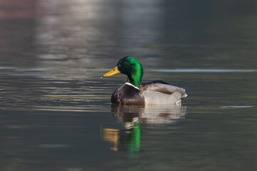 Mallard Duck on a Calm Lake
