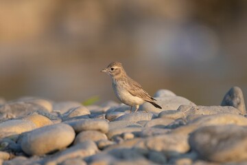 Small bird on river stones in soft light