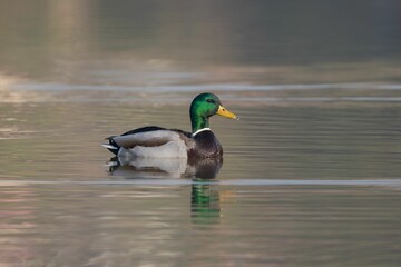 Mallard Duck on a Calm Lake