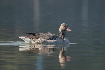 Greylag Goose on a Calm Lake