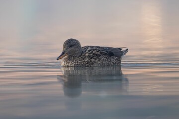 Serene duck on calm water