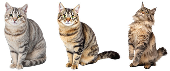 Adorable Real Cat: High-Quality PNG Files for Pet Lovers and Creative Designs