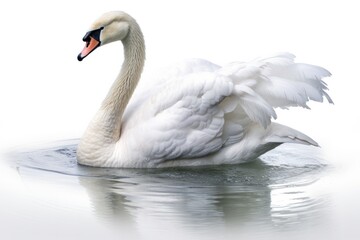 Obraz premium Elegant wild swan grooming its feathers while floating on a serene pond isolated on white background