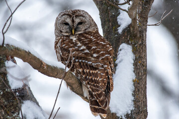 Barred Owl in a Tree