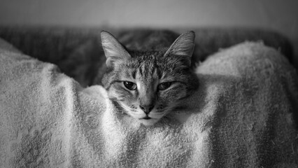 Closeup black-and-white portrait of a cat looking directly in the camera. Shallow focus.