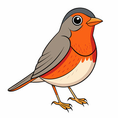 american robin on a white background