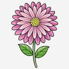 pink daisy flower
